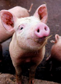 หมู